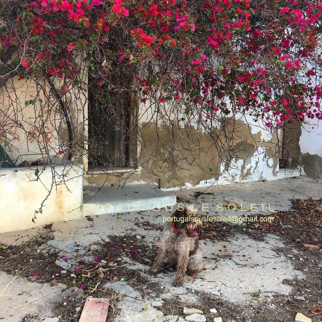 Ancienne Quinta avec Terrain Vue à 360º sur Mer et Montagnes